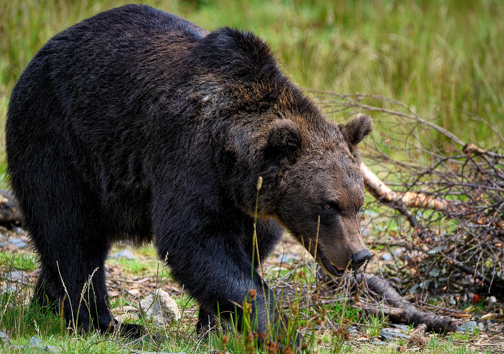Grizzly bear relocated to near Yellowstone National Park to reduce conflict potential
