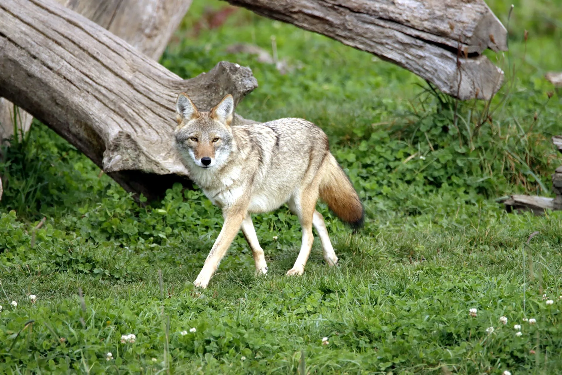Best Breed for a Coyote Decoy Dog? What Montana Predator Hunters Need to Know Before Picking a Partner