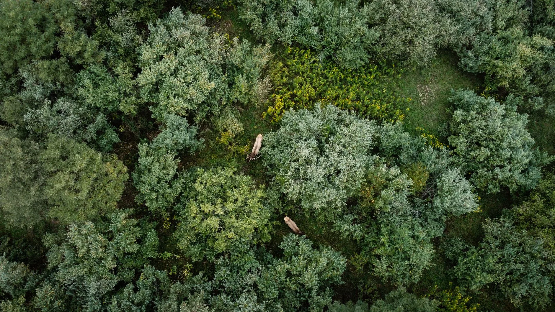 How to Hunt Elk in Thick Timber — Tactics That Actually Work in Montana’s Dense Drainages