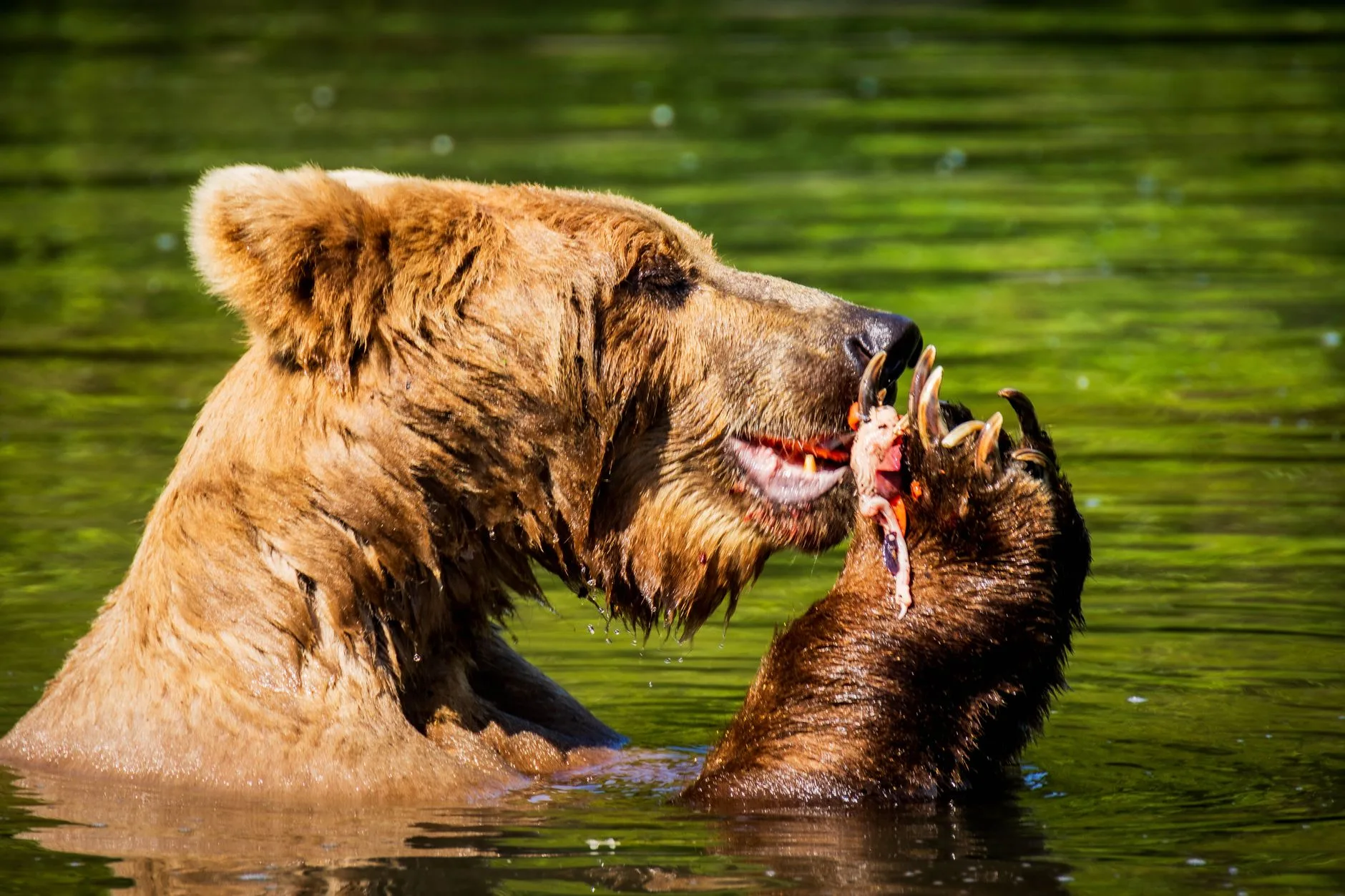 Montana Bear Hunters and Trichinosis: What You Need to Know Before Cooking Your Bear Meat
