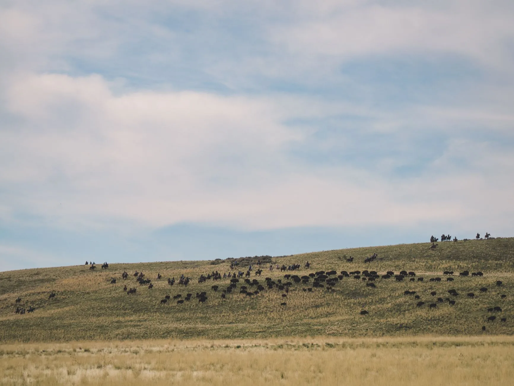 Ted Turner’s Flying D Ranch: What 30 Years of Bison Ranching Has Done to the Gallatin Valley Landscape