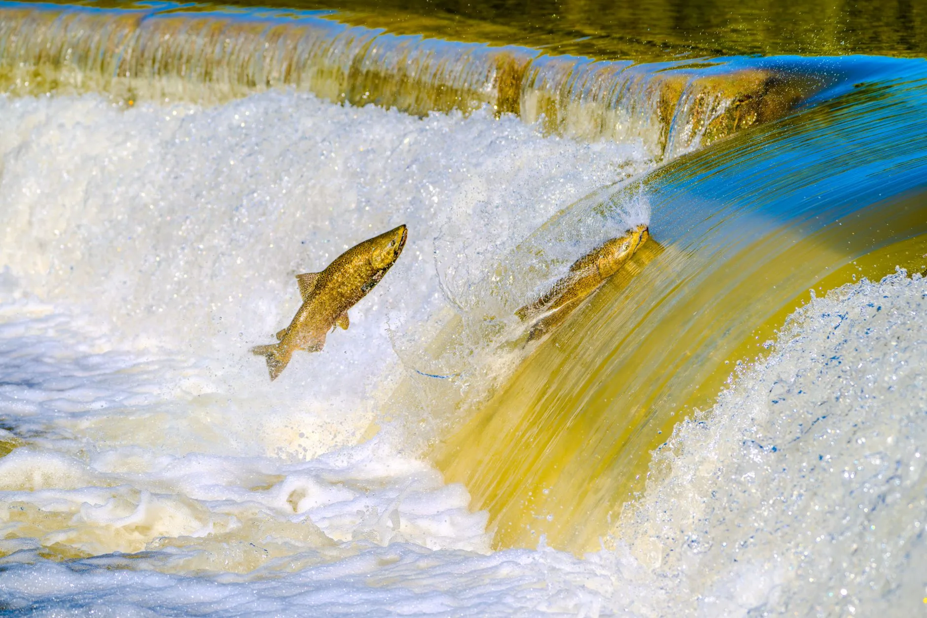 Two Rivers, One Removed Dam, and What Happens When You Give Wild Trout Their Water Back