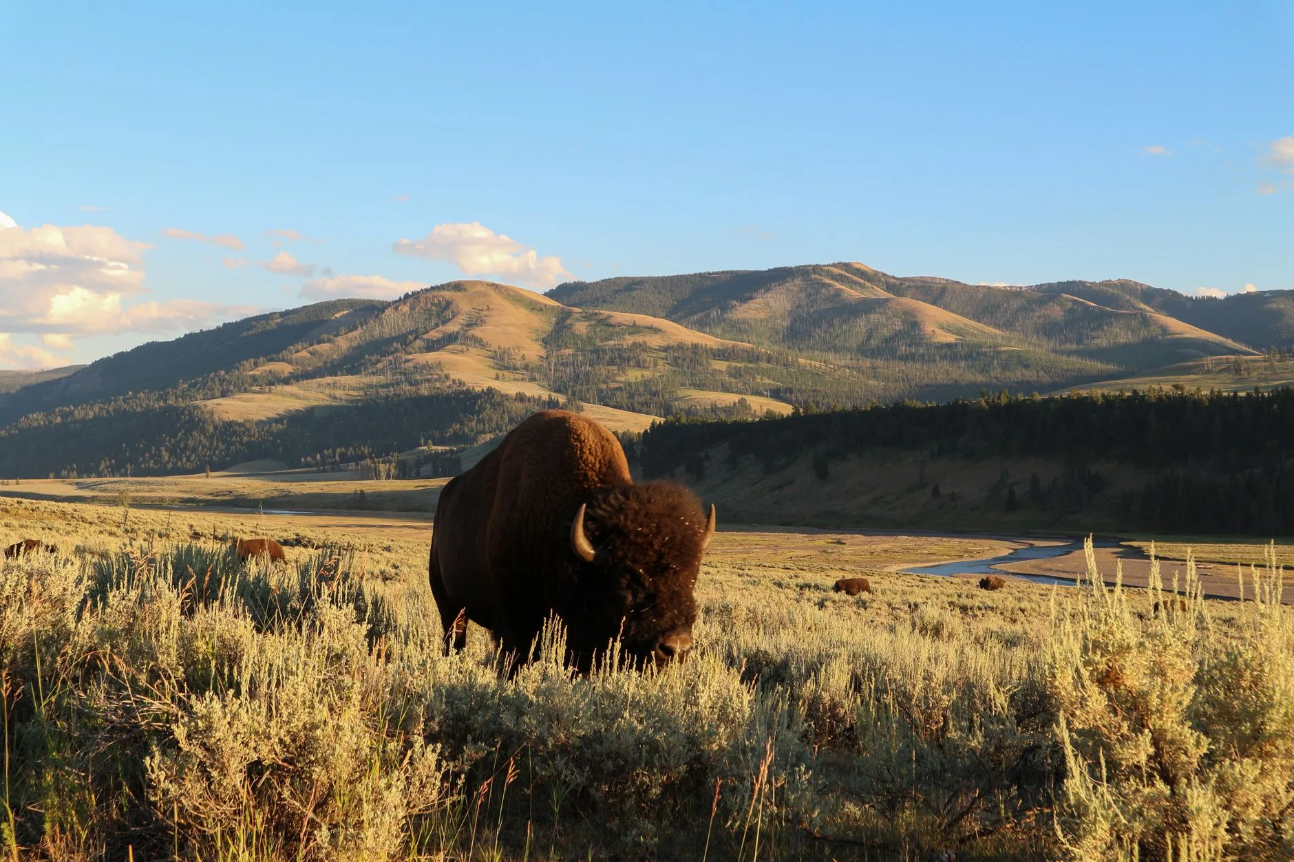 Yellowstone Bison, Public Lands, and What’s Actually at Stake for Montana Hunters in 2025