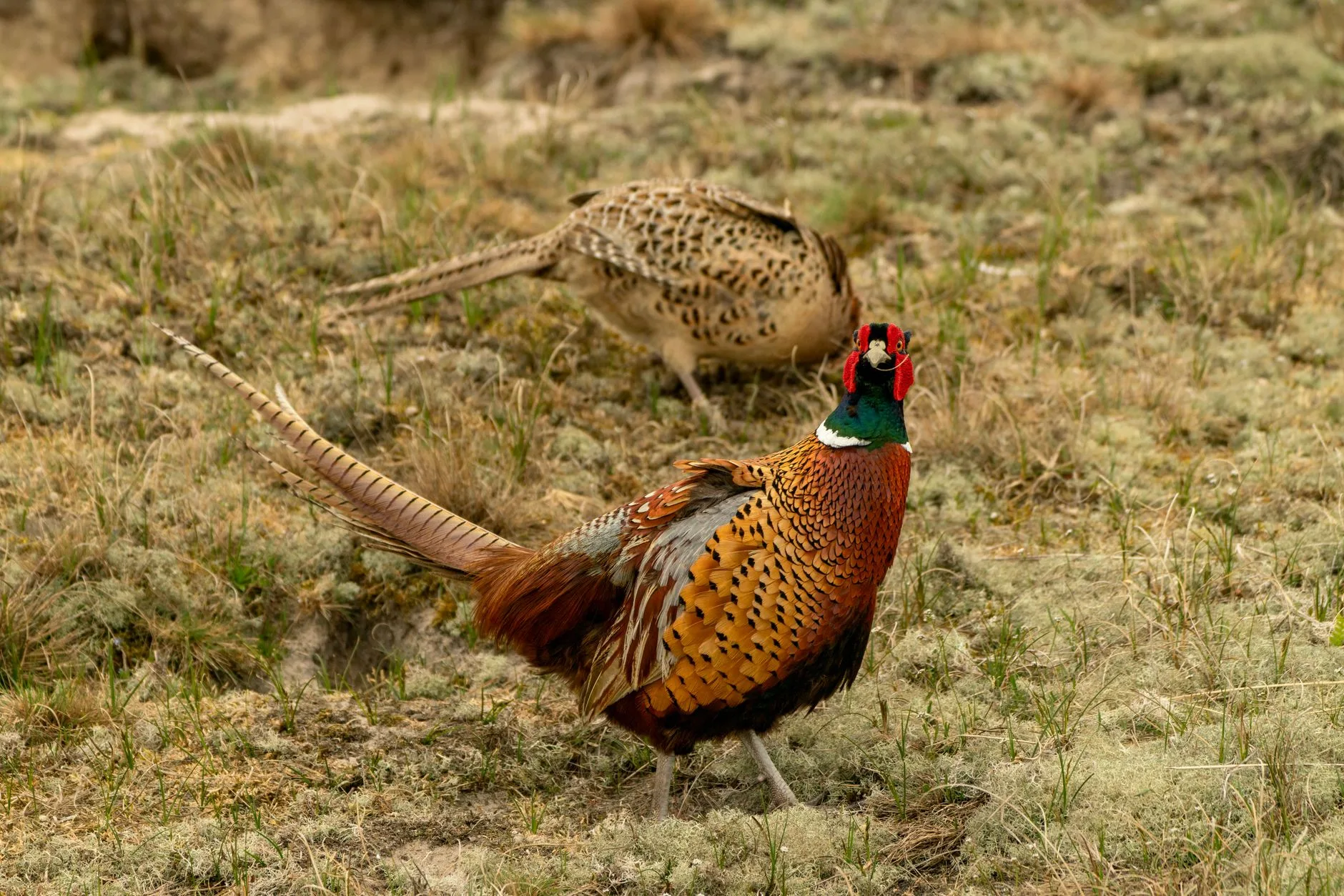 Huns and Sharpies Over Pointing Dogs: Montana Upland Season Delivers