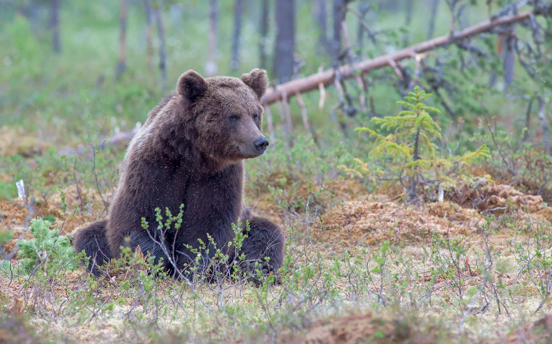 Jogger attacked by bear at Henrys Lake State Park