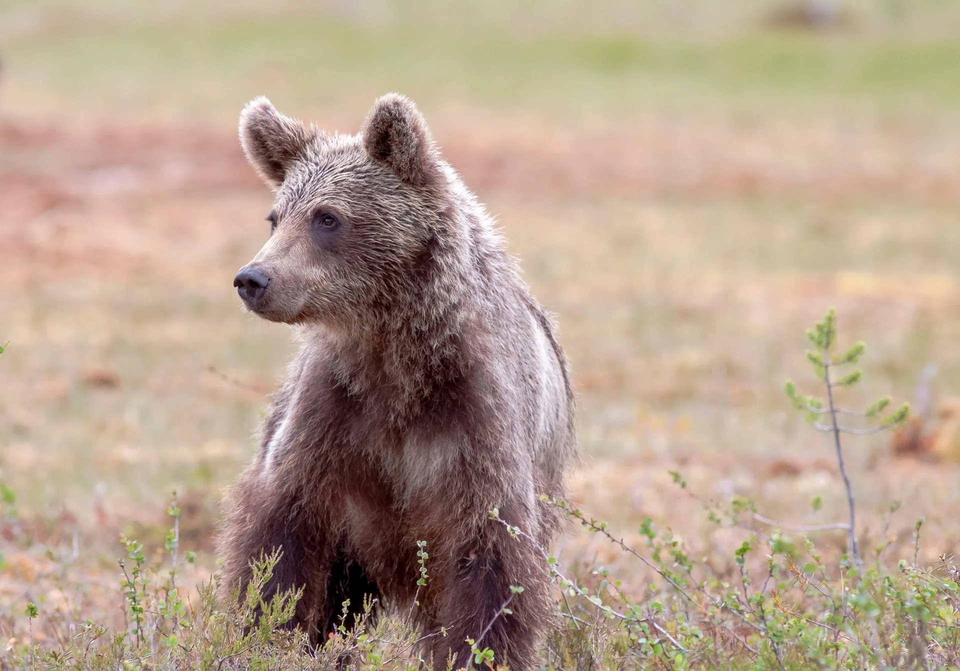 Bear activity reported on trail system near Columbia Falls