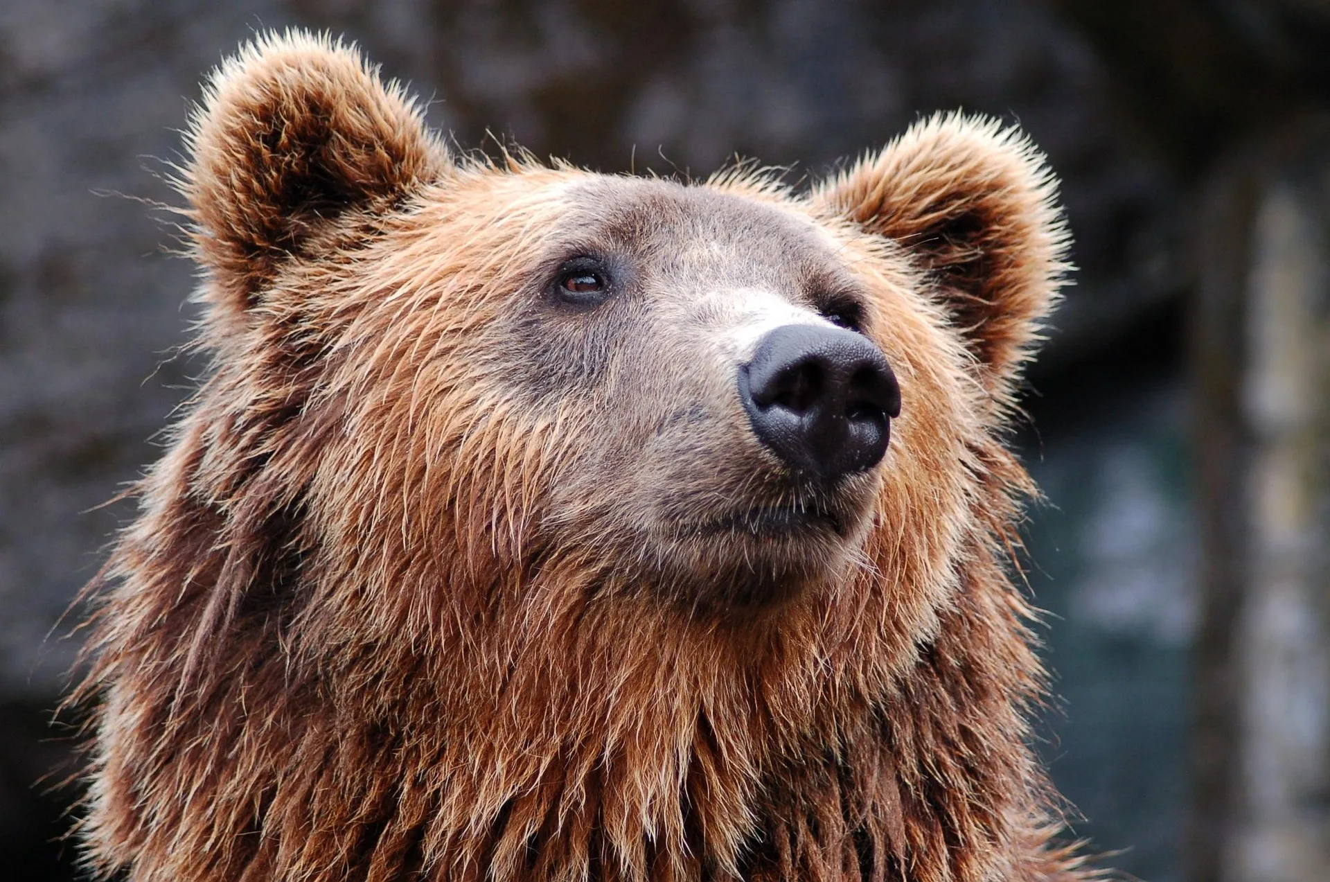 Montana MLLB awards funds to decrease predation