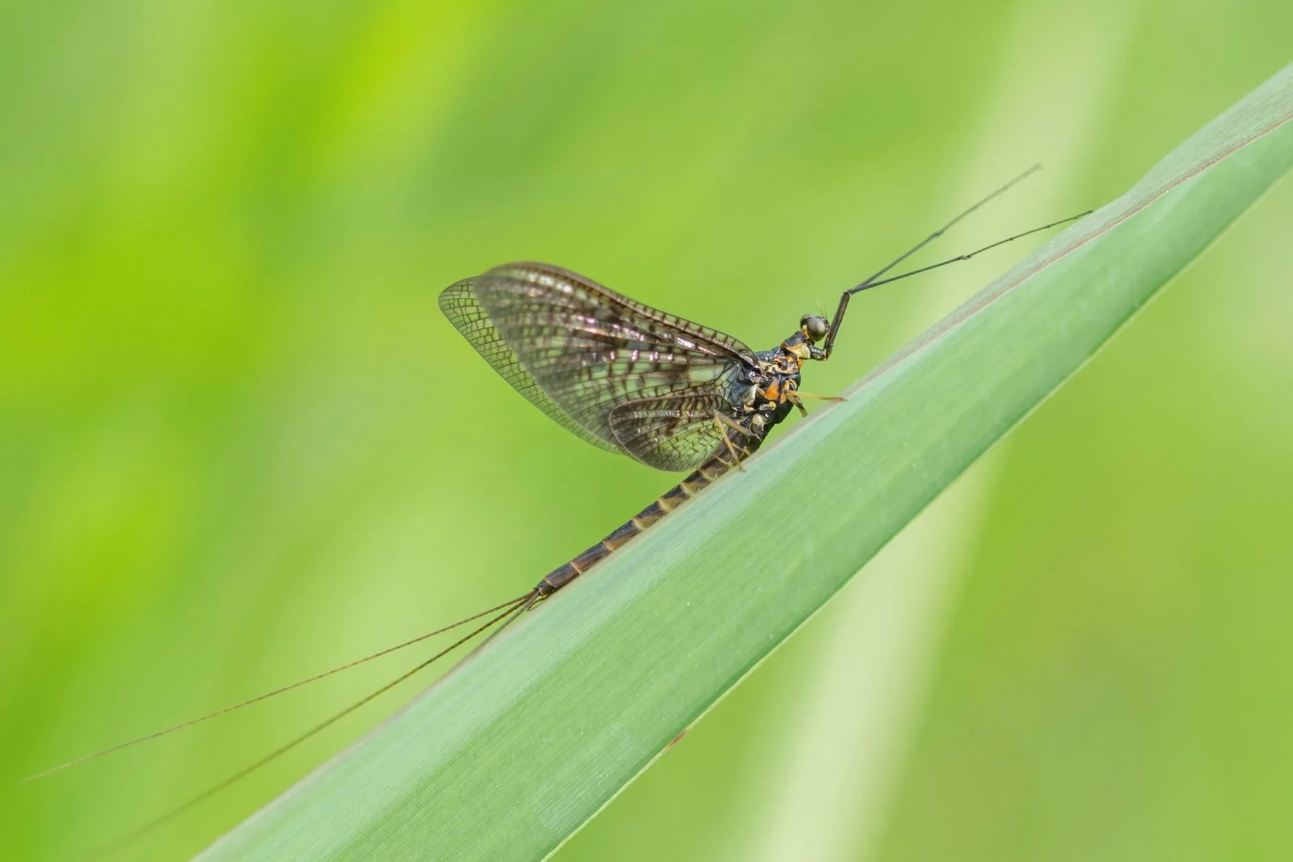 Small Stream Dry Fly Magic: PMDs, Sallies, and Green Drakes Are Popping in Montana