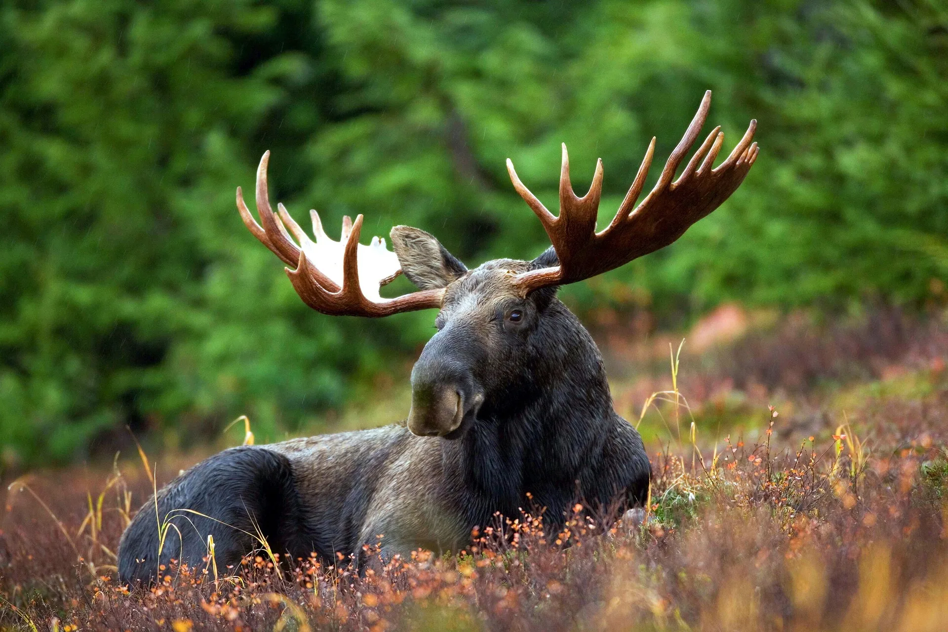 Moose hunt scam lands illegal Alaska guide 3 years behind bars