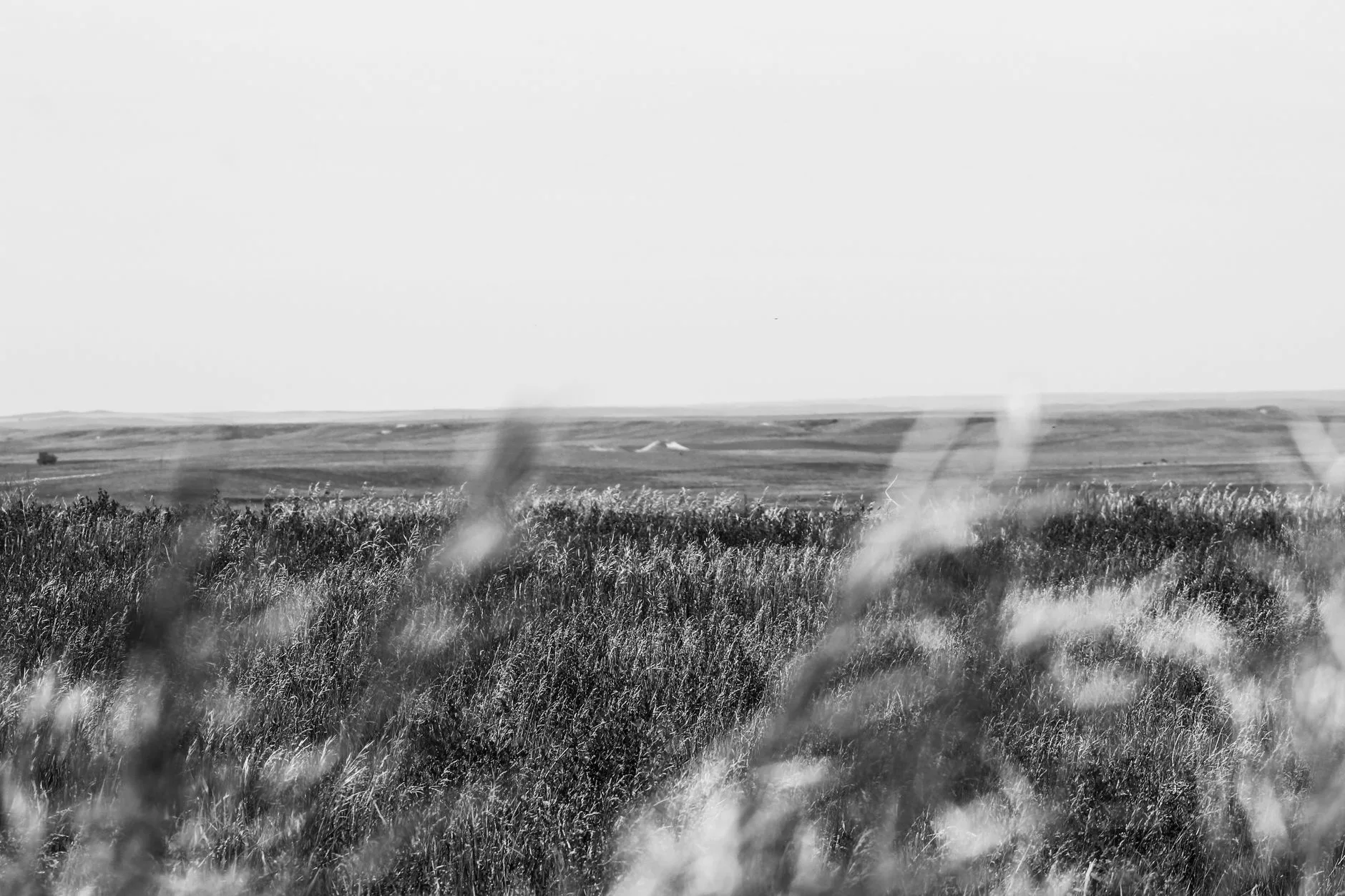 30 Days to Dove: Scout Eastern Montana’s Best Fields Right Now