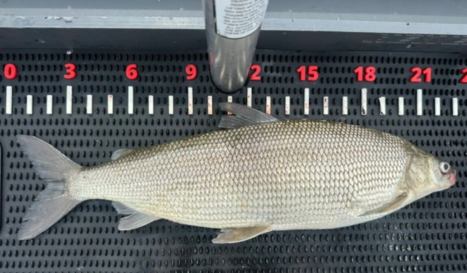 Whitefish Bite still on at Flathead Lake