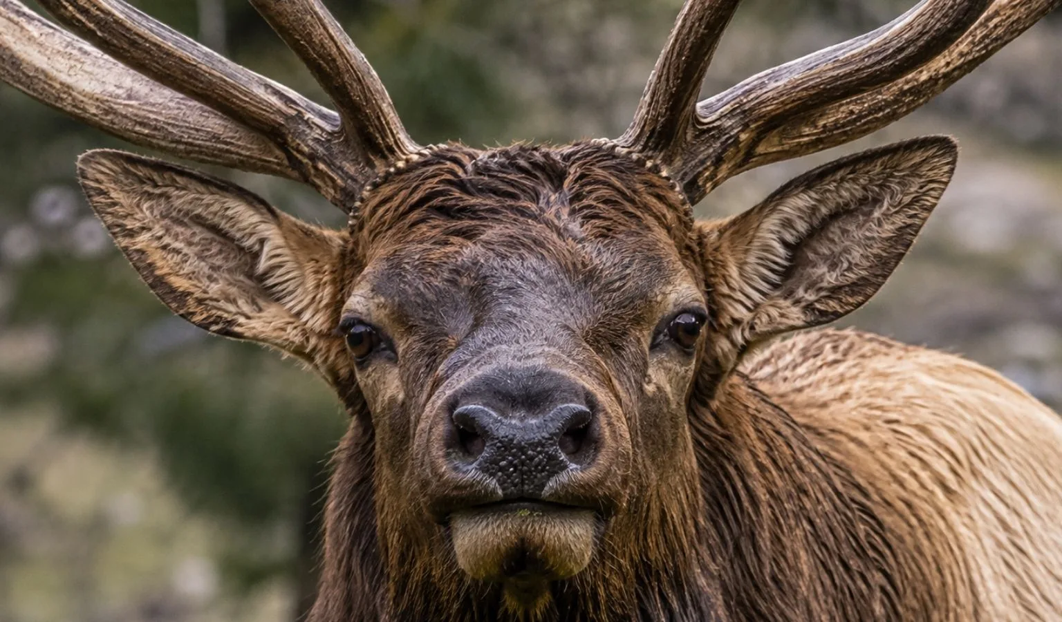Master Elk Hunting: Strategies to Tag Your First Bull