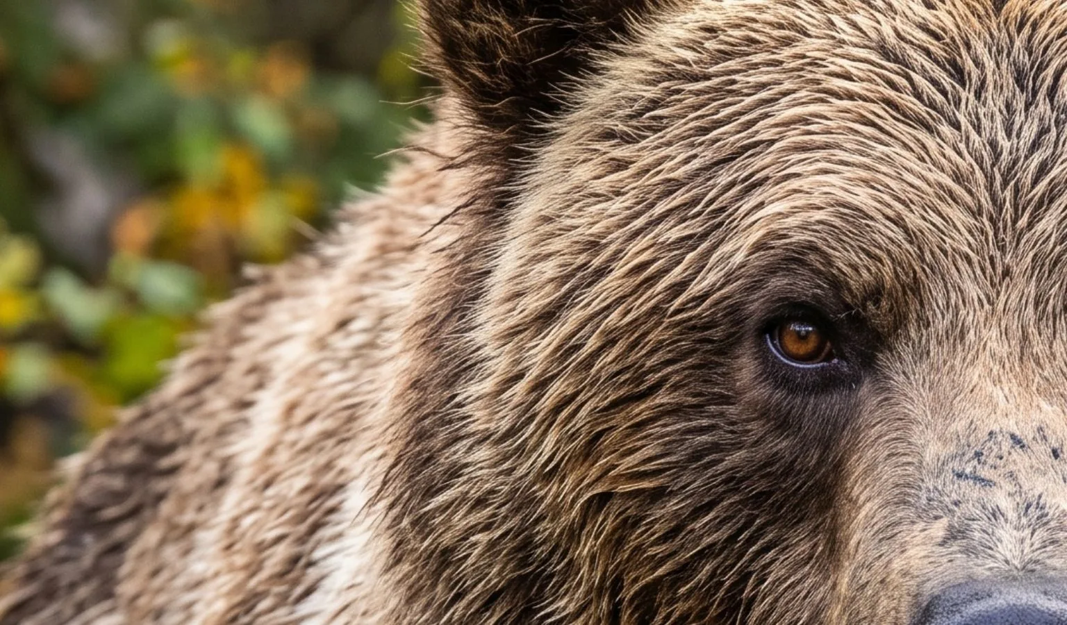Emergency closure issued for Silver Run Wildlife Management Area due to bear activity