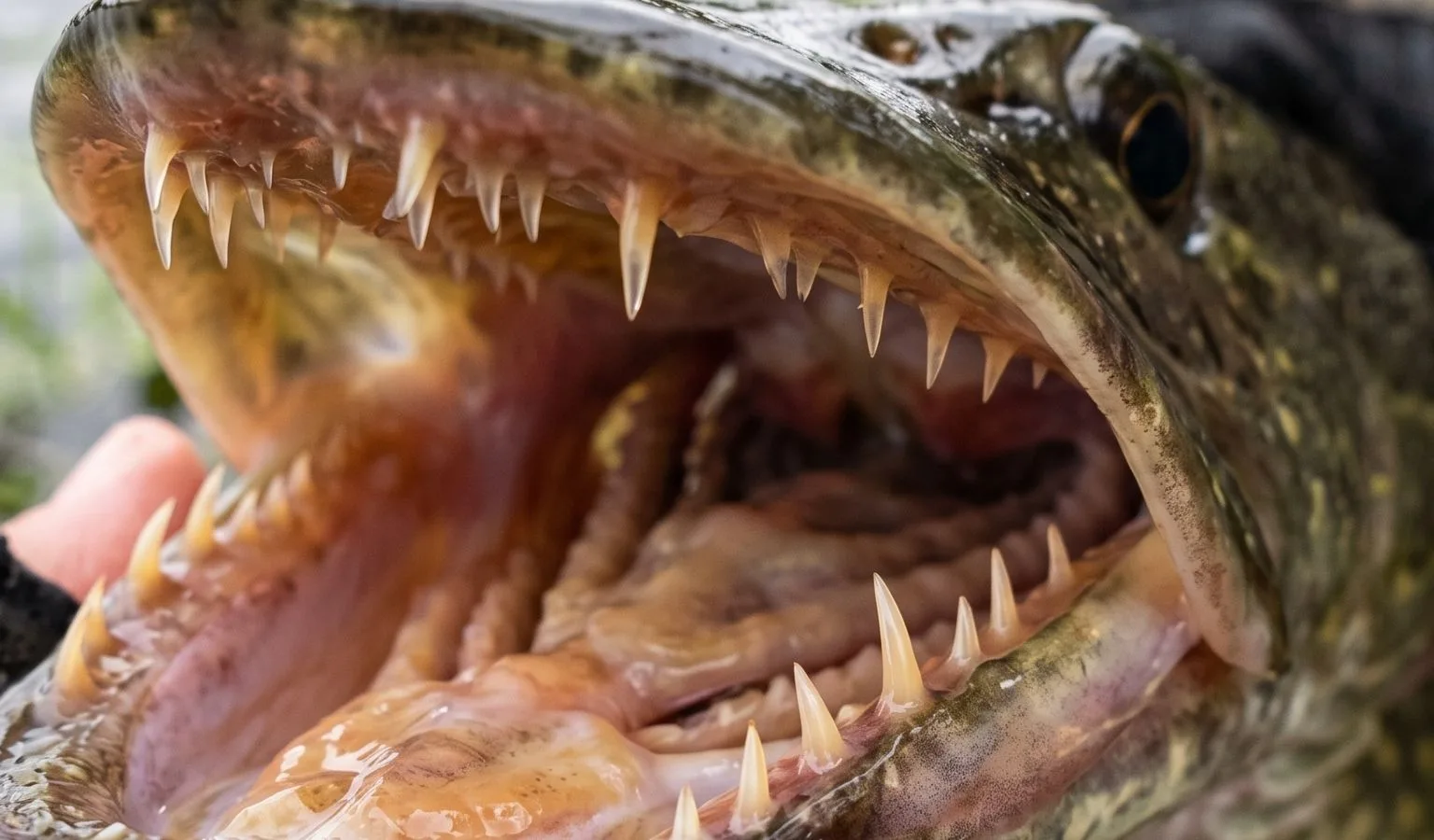 Missouri River (Holter to Great Falls) Fishing Report by Jonathan Miller with Capital Sports in Helena 8.6.26