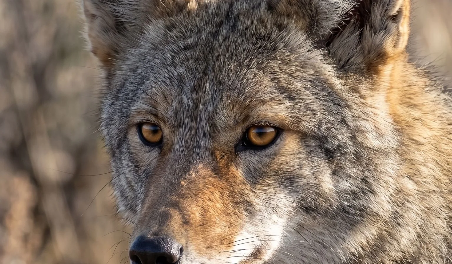 Howl at the Moon (and the Payouts) During the 12th Annual Winnett/Grass Range Coyote Derby