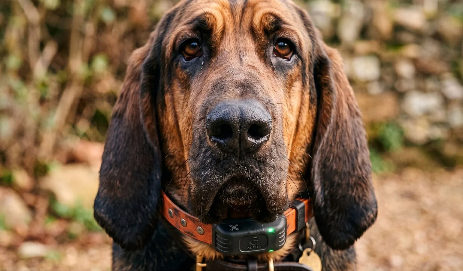Montana’s Winter Hound Tags Availability Alert