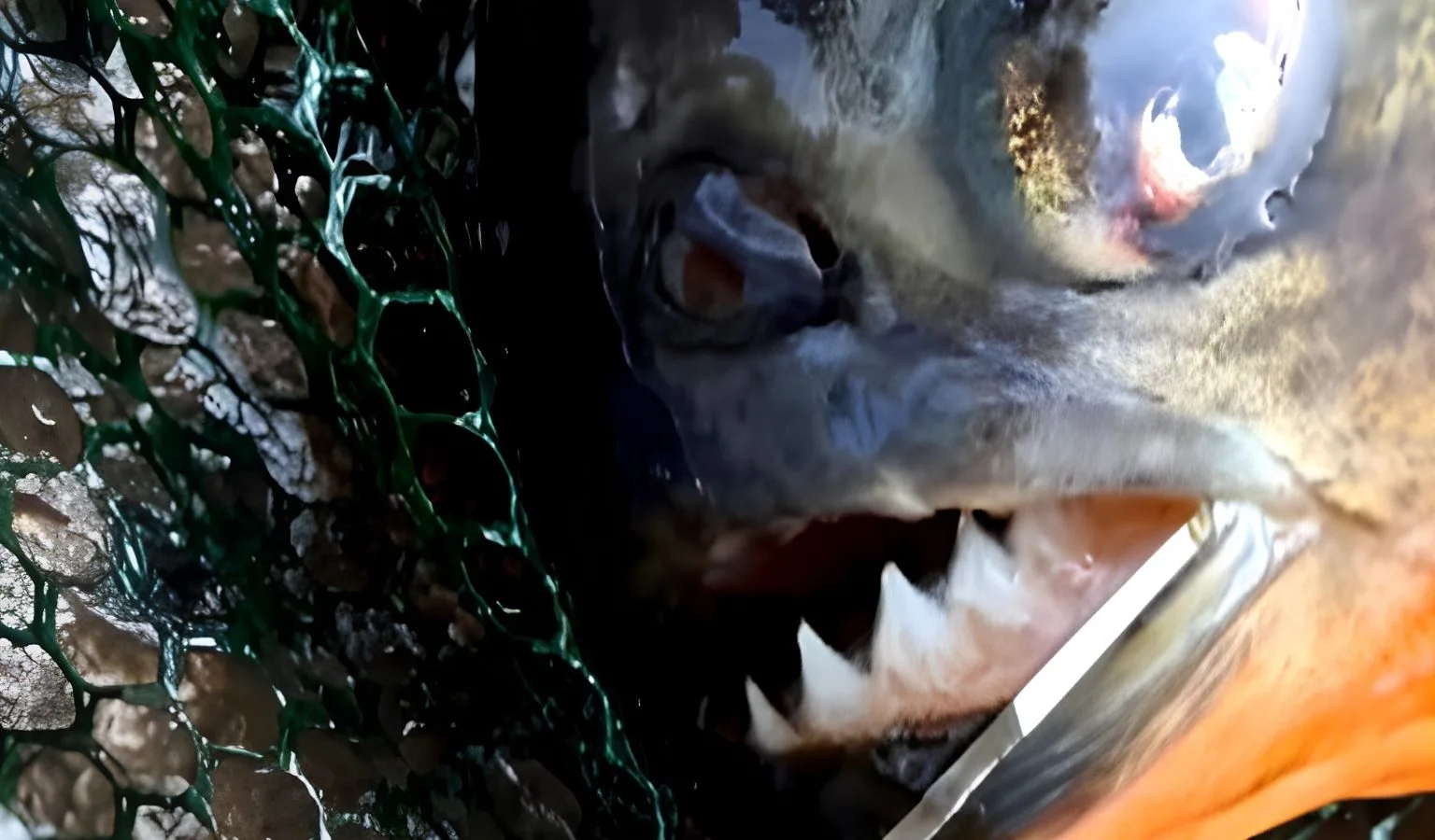 To Catch A Piranha…