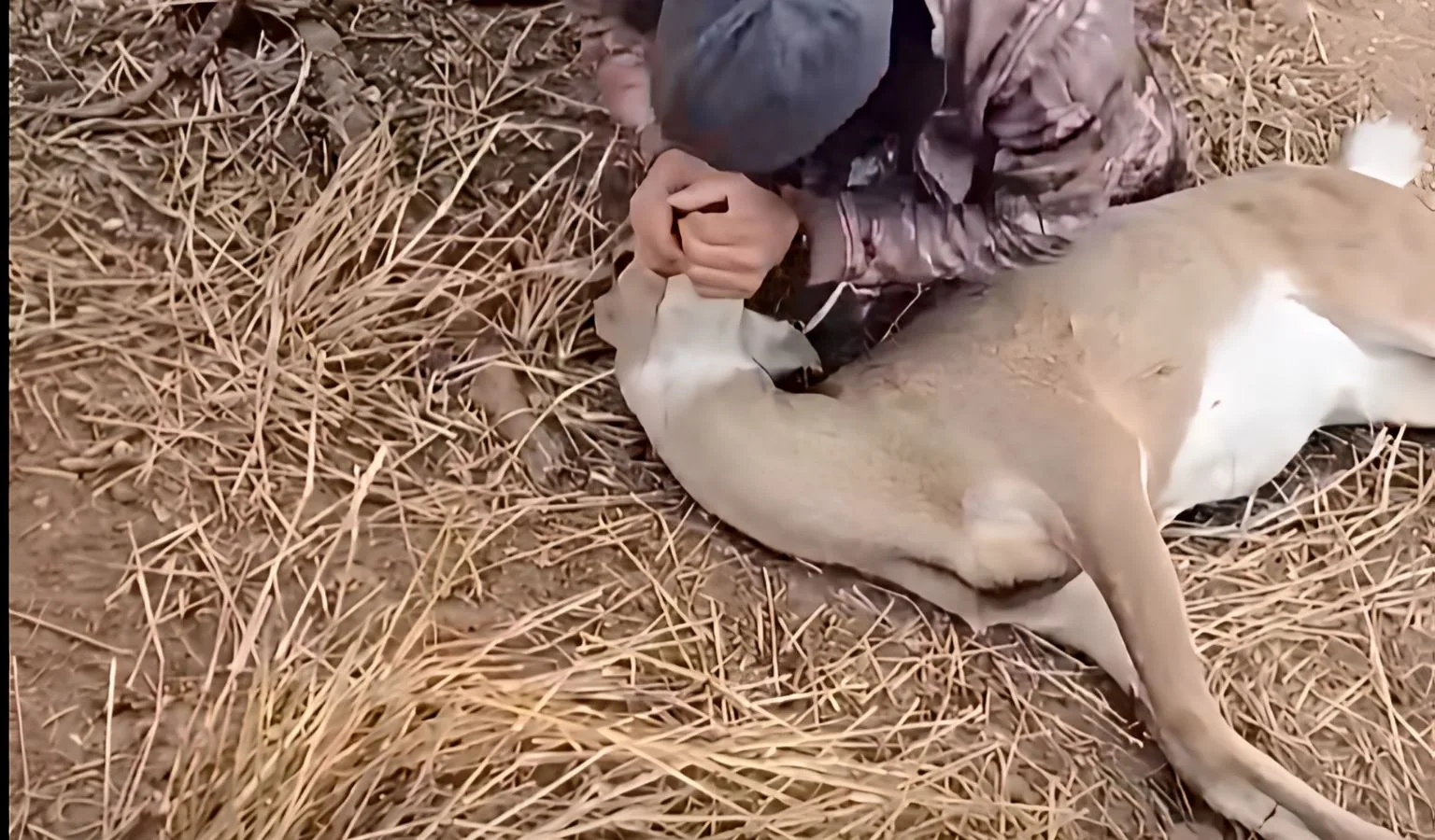Two Minutes to Save a Life: How a Hunter Revived a Lifeless Buck