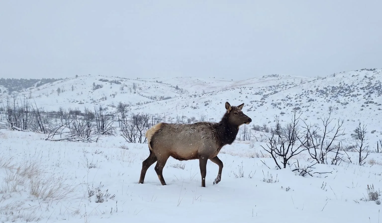 A Montana Escape: 6th Annual Veteran Cow Elk Hunt on the Horizon