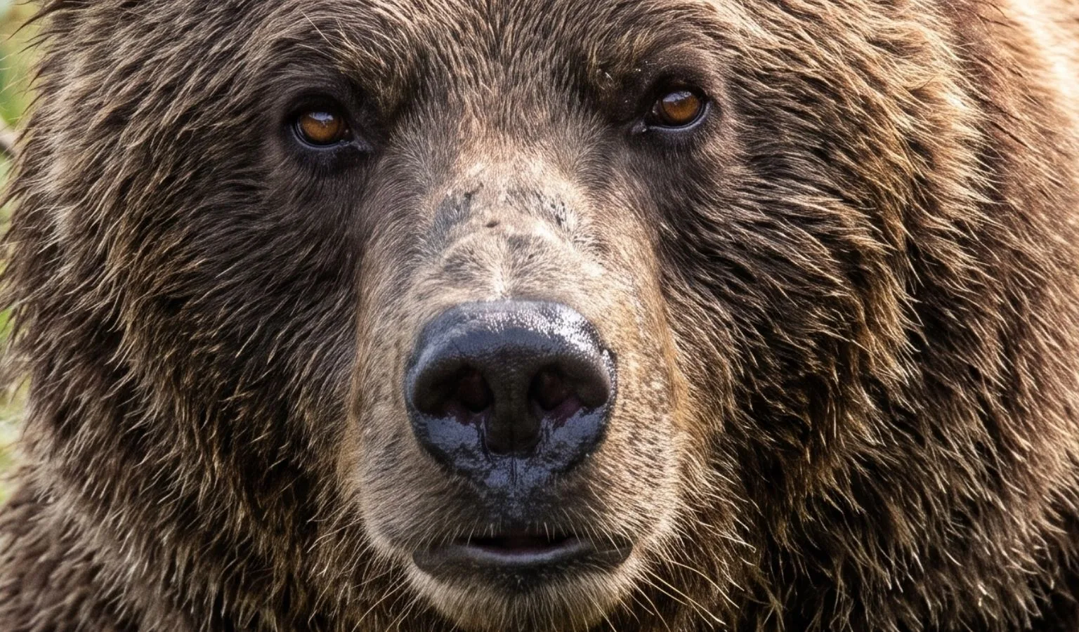 The Stealthy Nature of Grizzly Bears