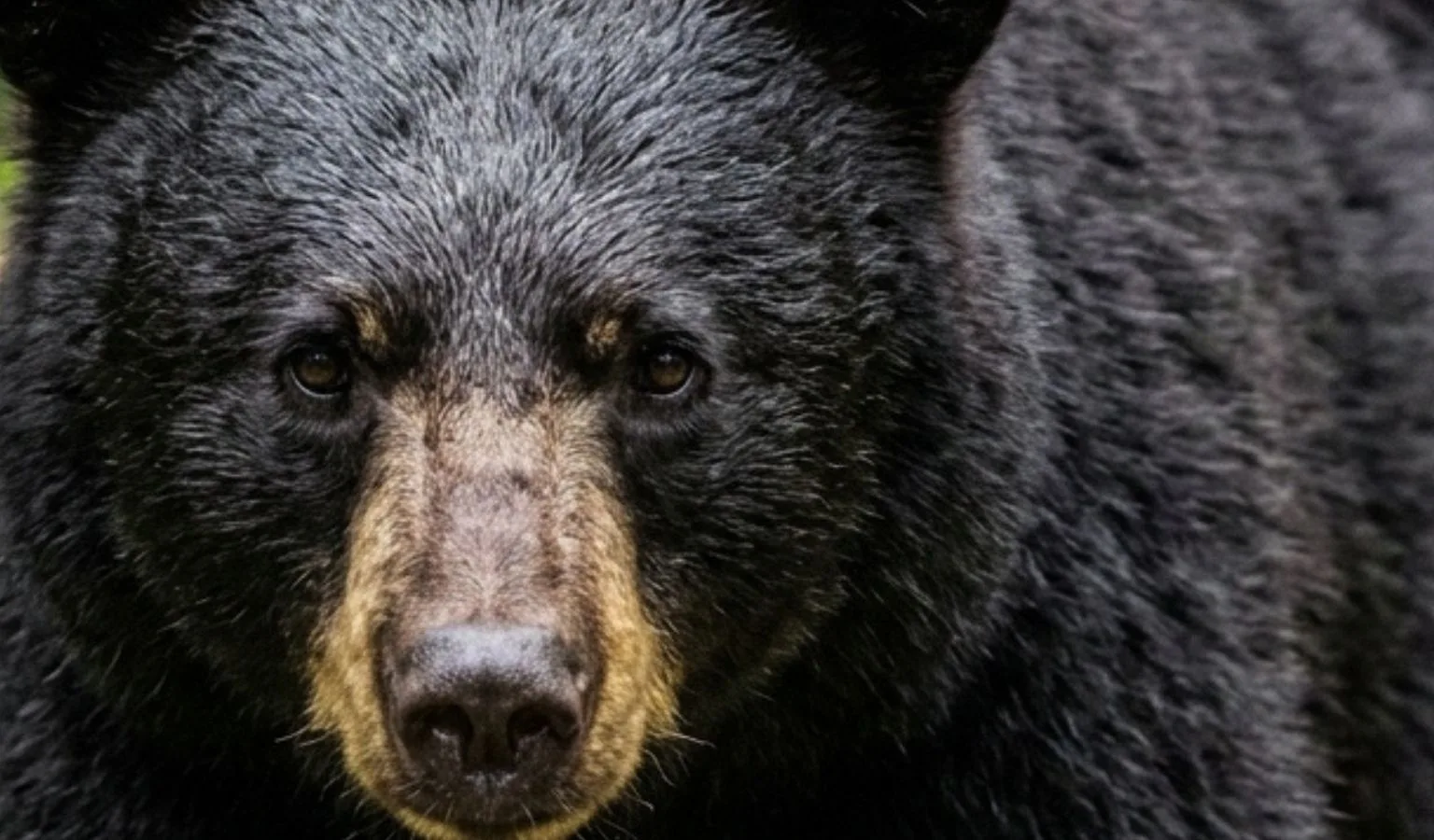 Close black bear encounter in Red Lodge enforces need for bear safety in town 