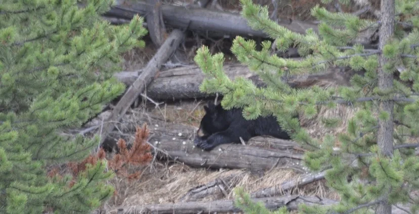 Black bear that tried to enter campers’ tents in the Bighorn National Forest lethally removed