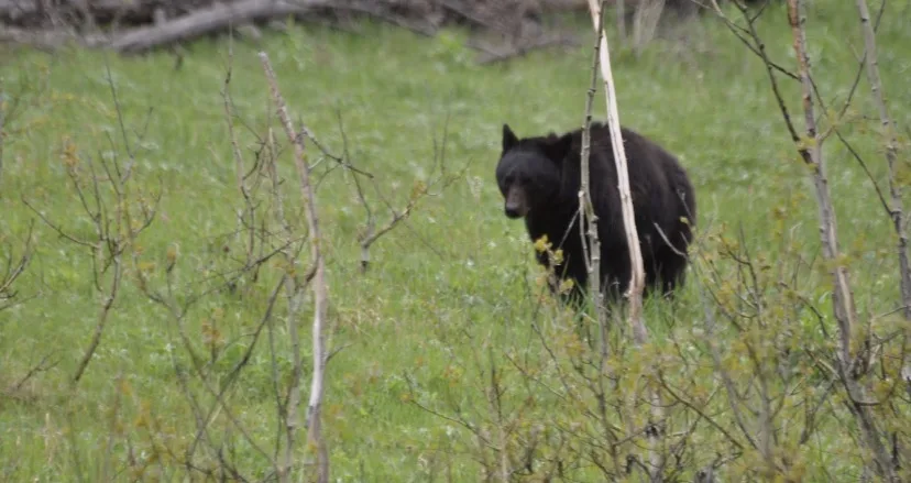 3-year-old attacked this weekend by bear while playing on deck