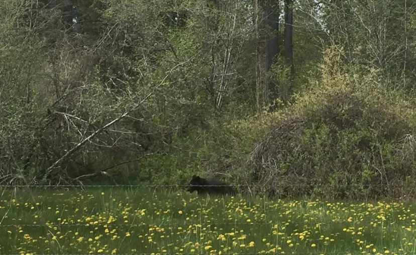 Woman injured by bear near Jackson, Wyoming