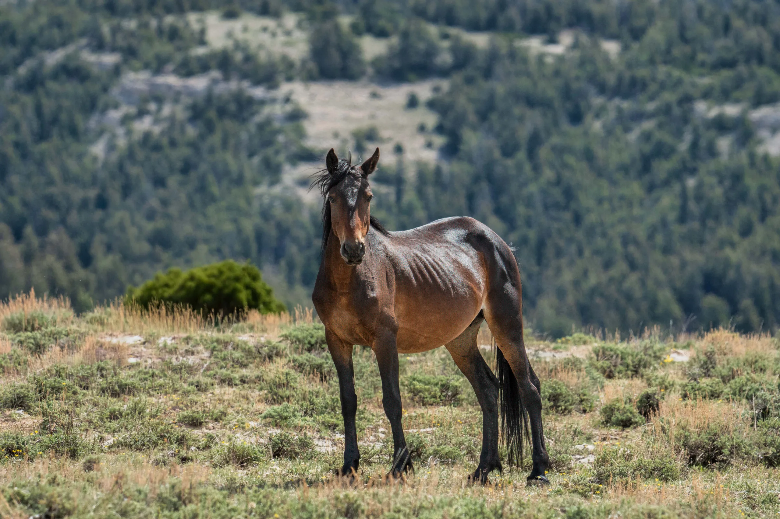 BLM Announces Pryor Mountain Wild Horse Range Gather