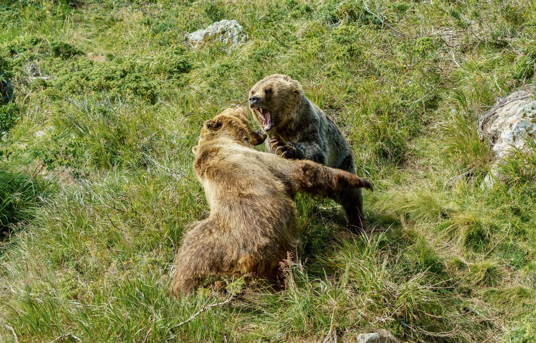 A 500-Pound Grizzly Came Within 20 Feet of This NW Montana Cabin — Trail Cam Footage Inside