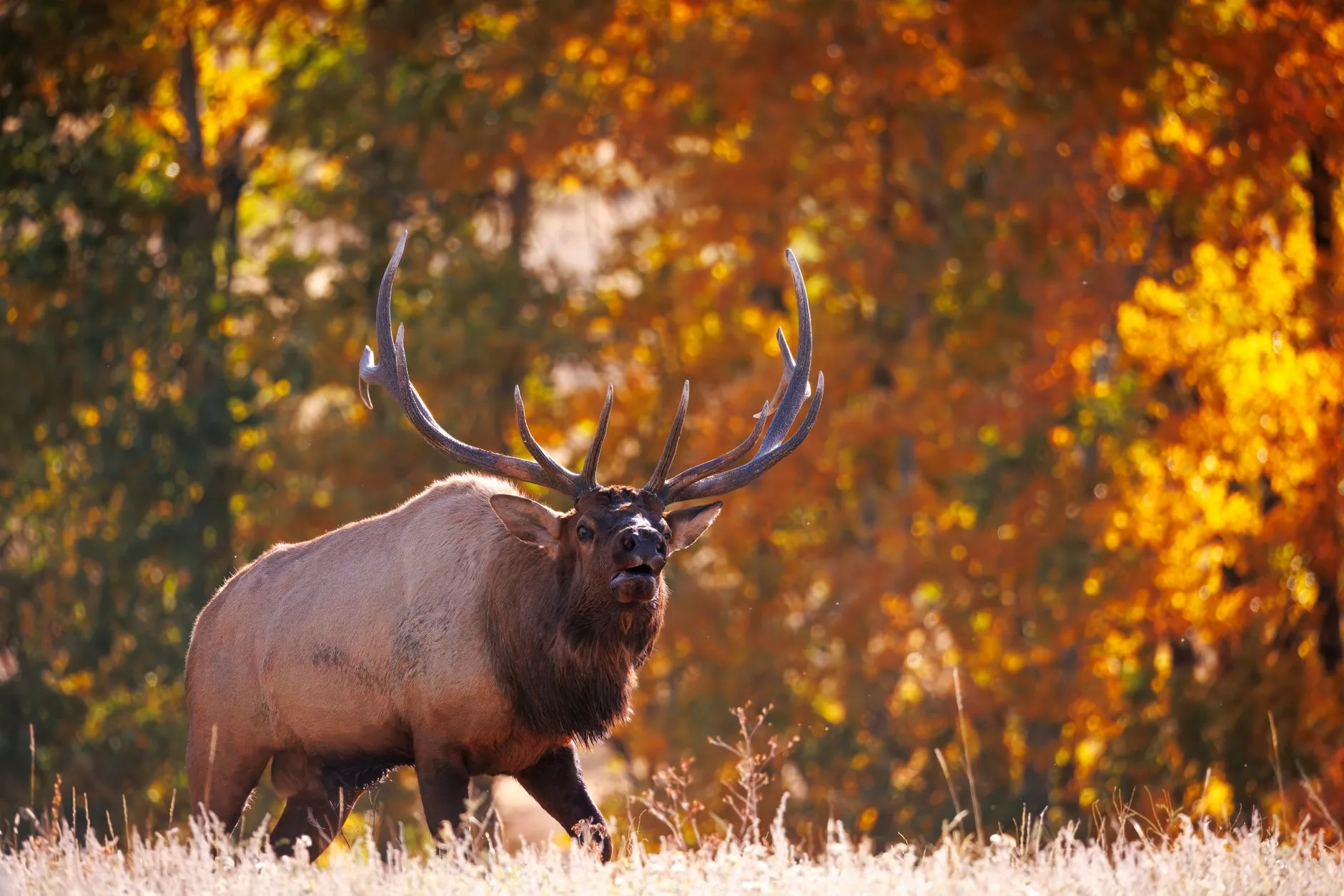 Giant Public Land Bull Elk Bugling at First Light — Bowhunting Montana with Twin Elements