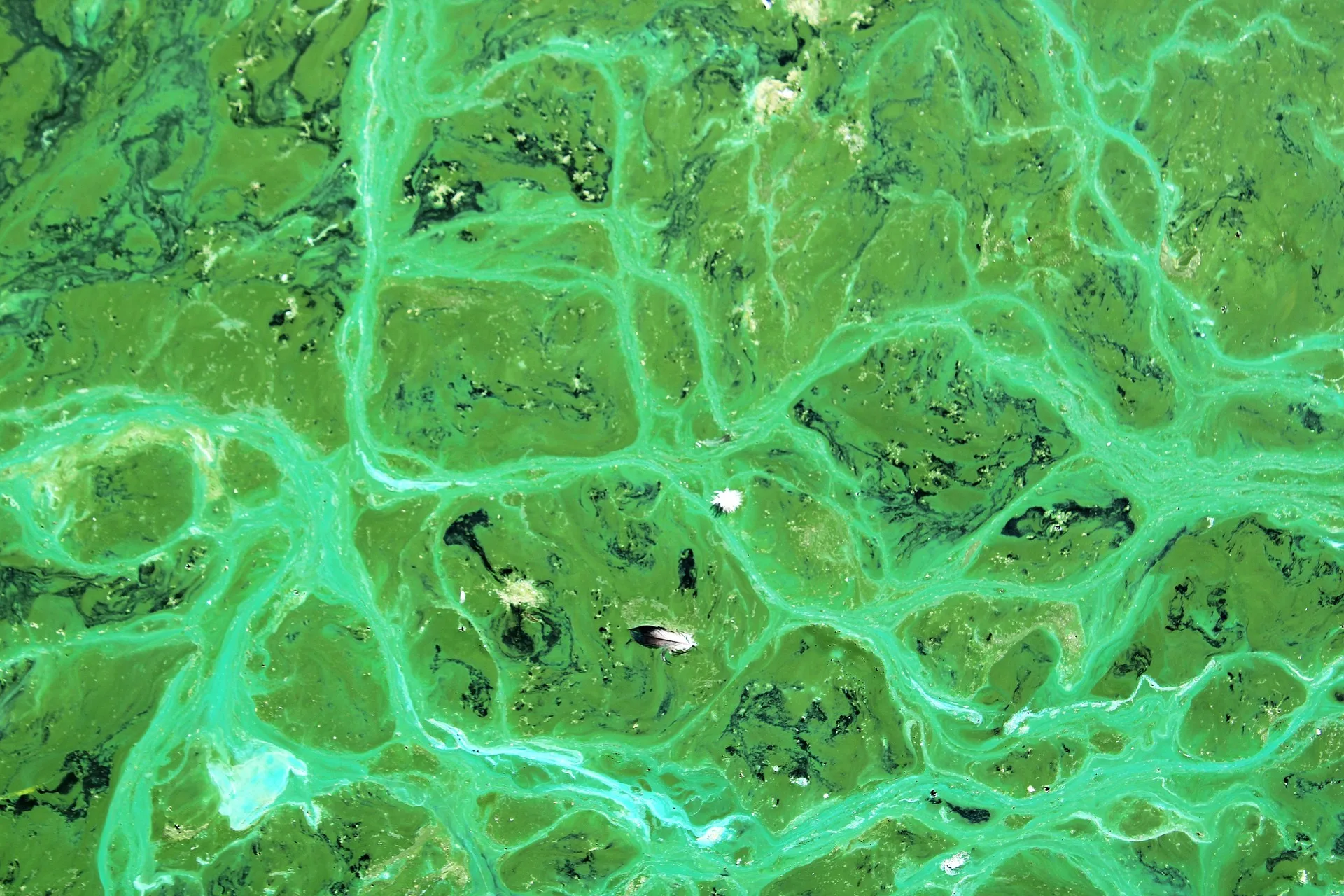CLOSURE – Harmful Algal Blooms Confirmed on Hebgen Reservoir, Corey Springs