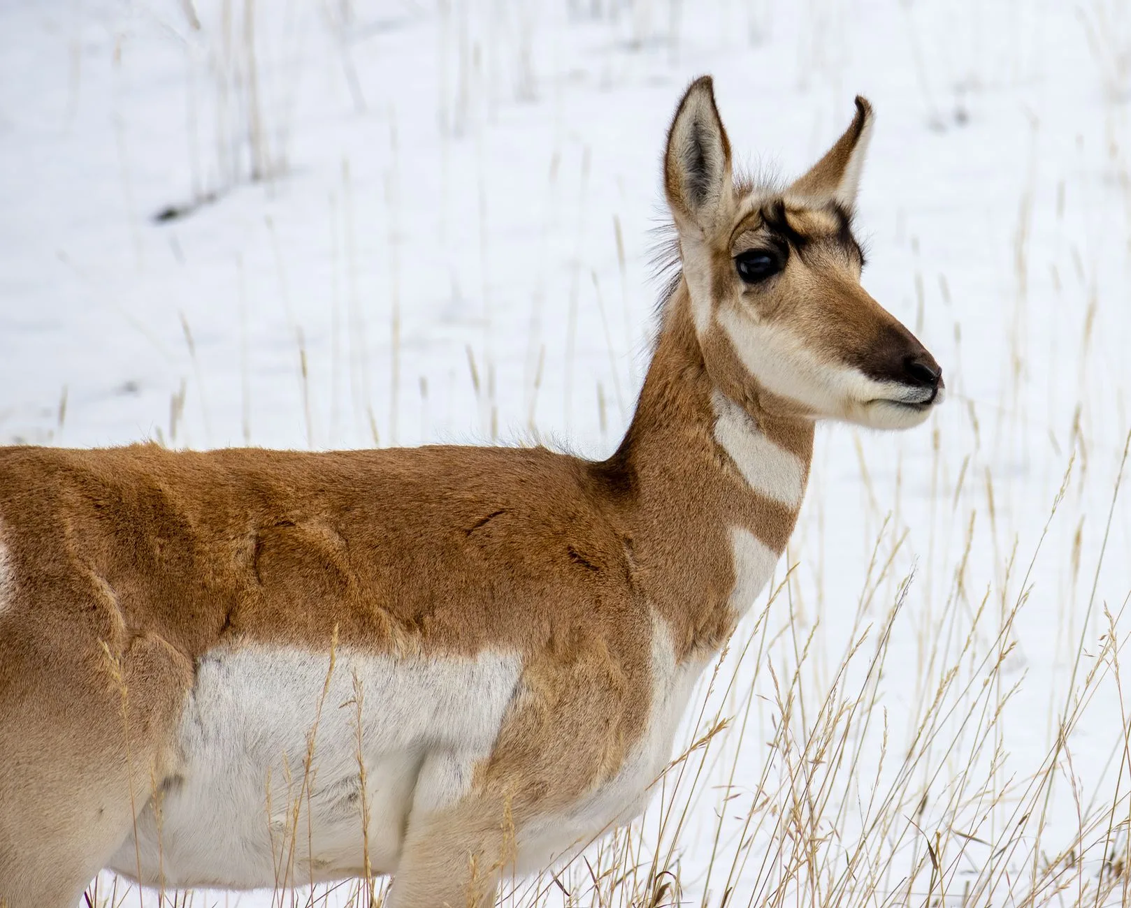 Decoy vs. Spot & Stalk: Which Tactic Wins Montana Pronghorn Rut?