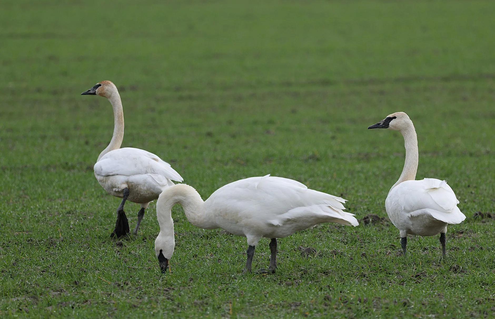 From 69 Birds to a Conservation Miracle: Montana’s Trumpeter Swan Story