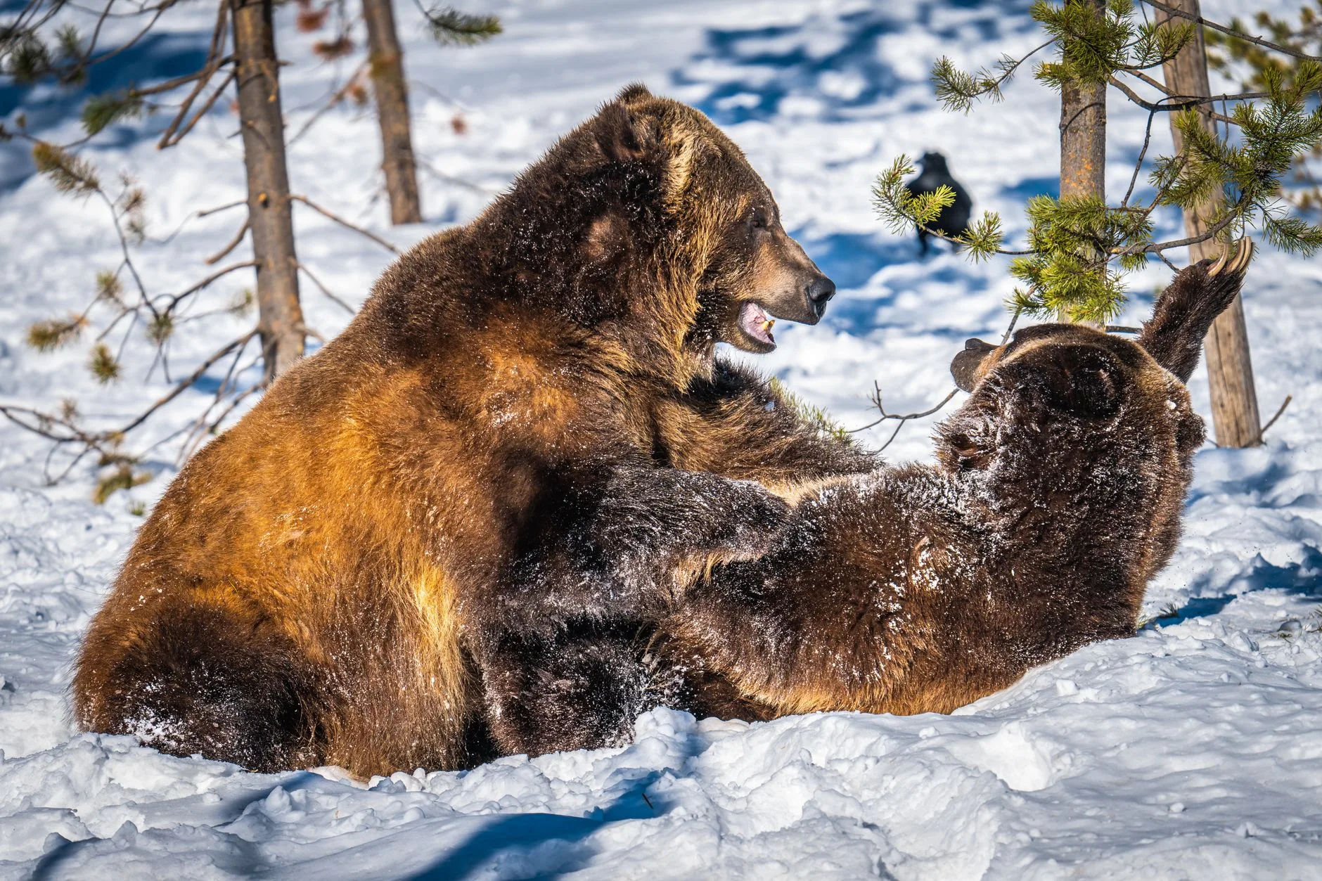 Glacier’s Wolverines Outsmart Grizzlies With One Brilliant Winter Trick