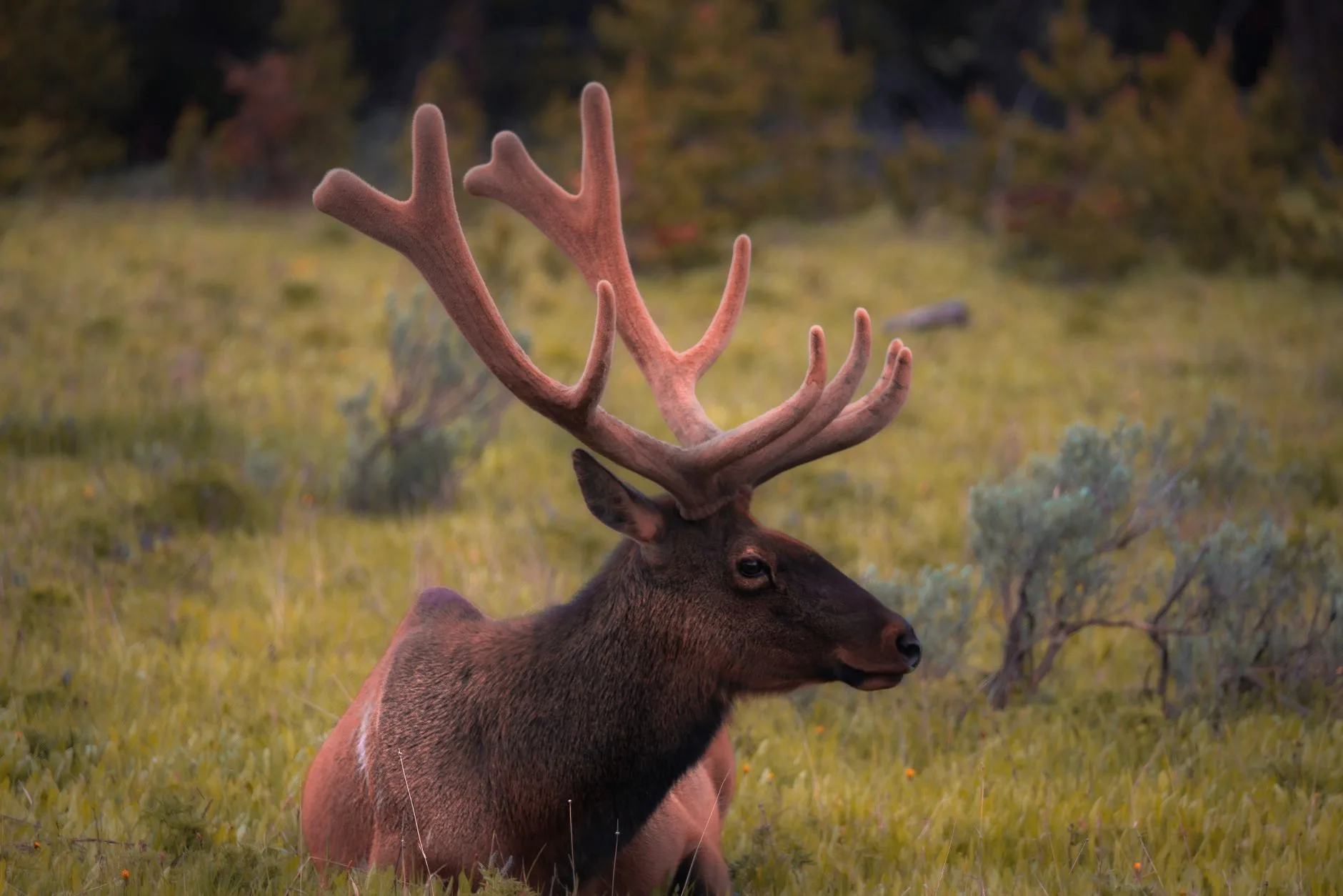 Glass These Montana Ridges Now to Find Velvet Bulls Before September