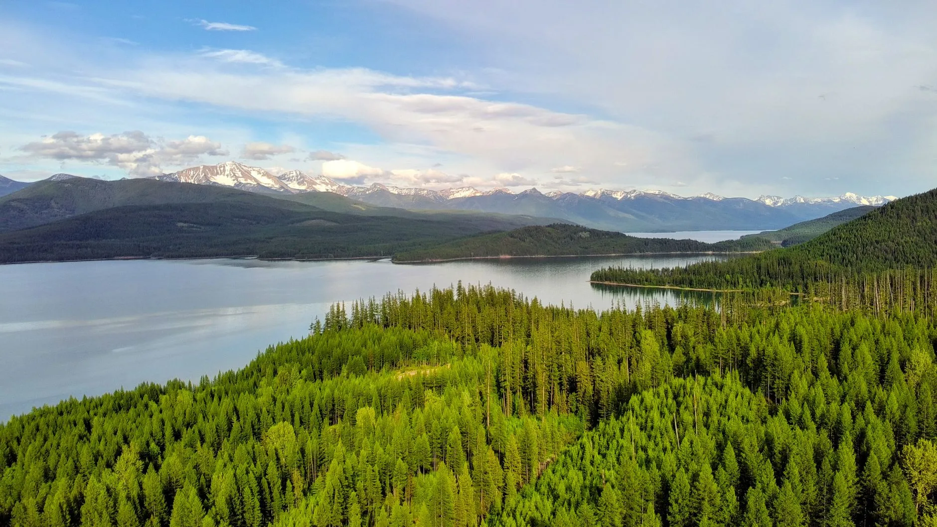 How Aerial Wildlife Surveys Actually Determine Your Montana Hunting Tags