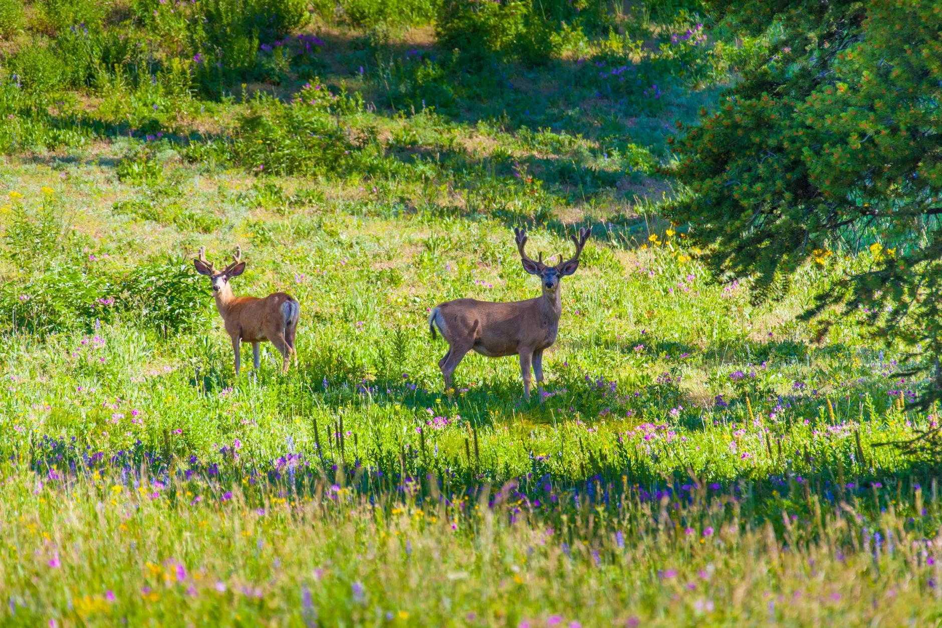 What’s Really Killing Montana’s Mule Deer? FWP’s New Video Finally Tackles the Hard Questions