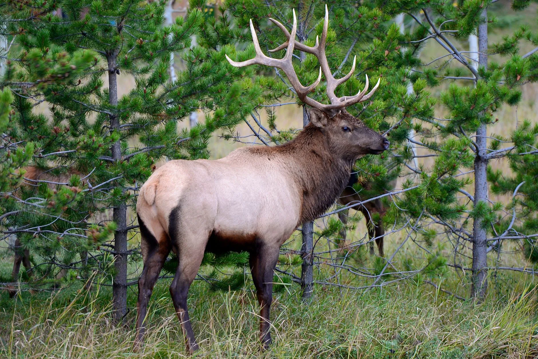 What Separates Successful Elk Hunters From Everyone Else? Survey Data From 1,000+ Public Land Hunters Has Answers