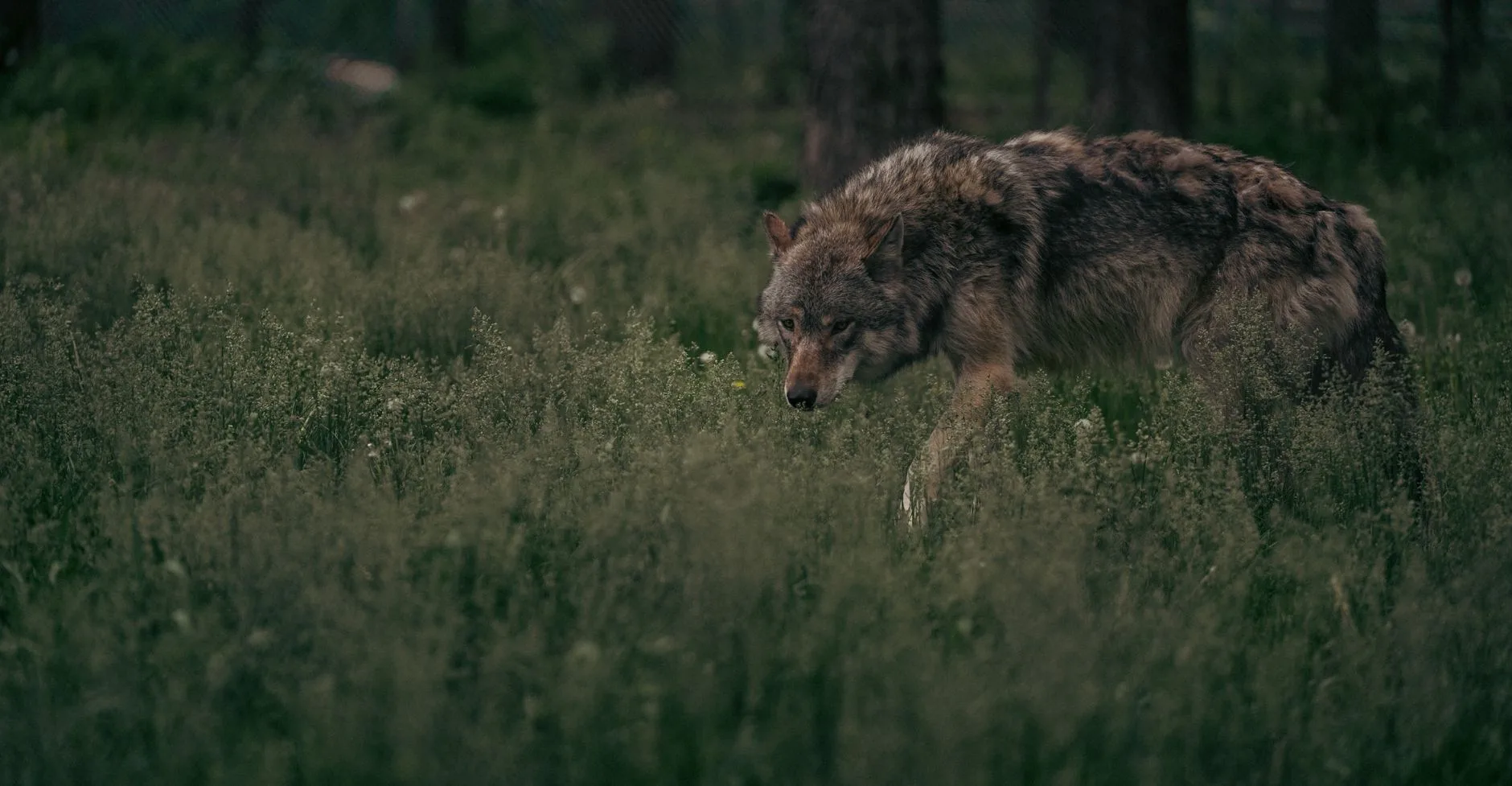 When the Evidence Doesn’t Match the Suspect: Montana’s Predator ID Problem Is More Complicated Than It Looks