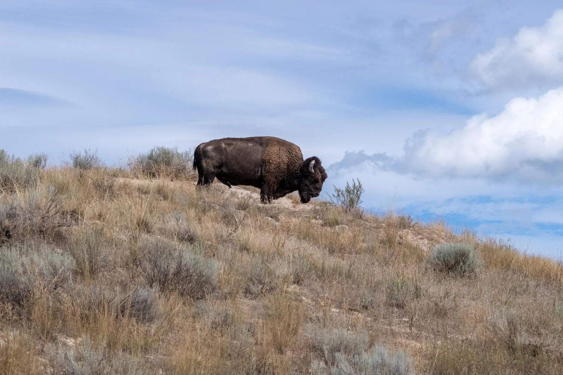 When ‘Too Wild’ Becomes the Problem: What Montana’s Bison Battle Means for Public Lands Hunters