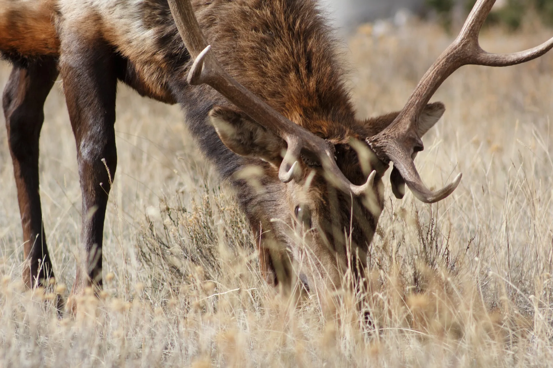 Why Your Wind Check at the Trailhead Is Costing You Bulls — And What to Do Instead