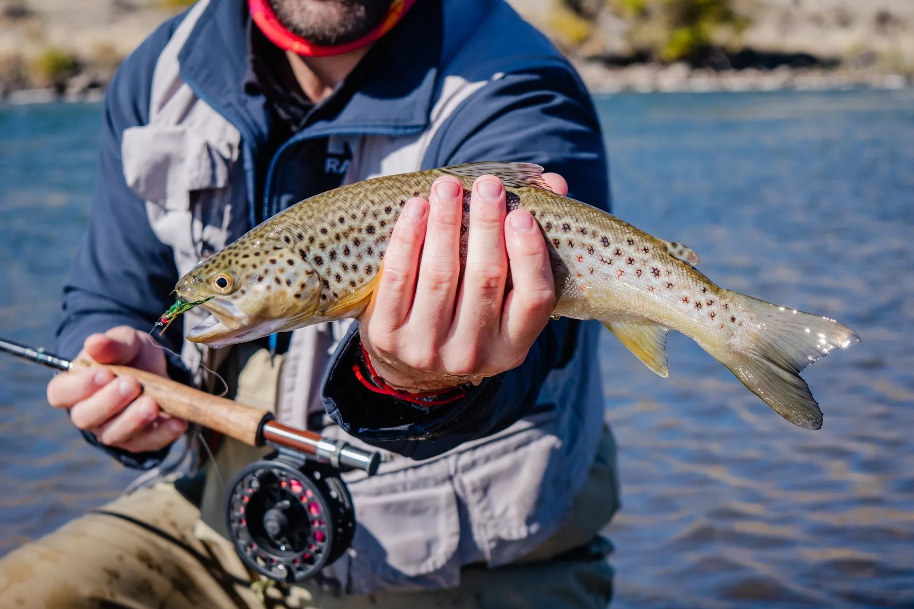 Late August Spruce Moths Are Turning Southwest Montana Trout Stupid