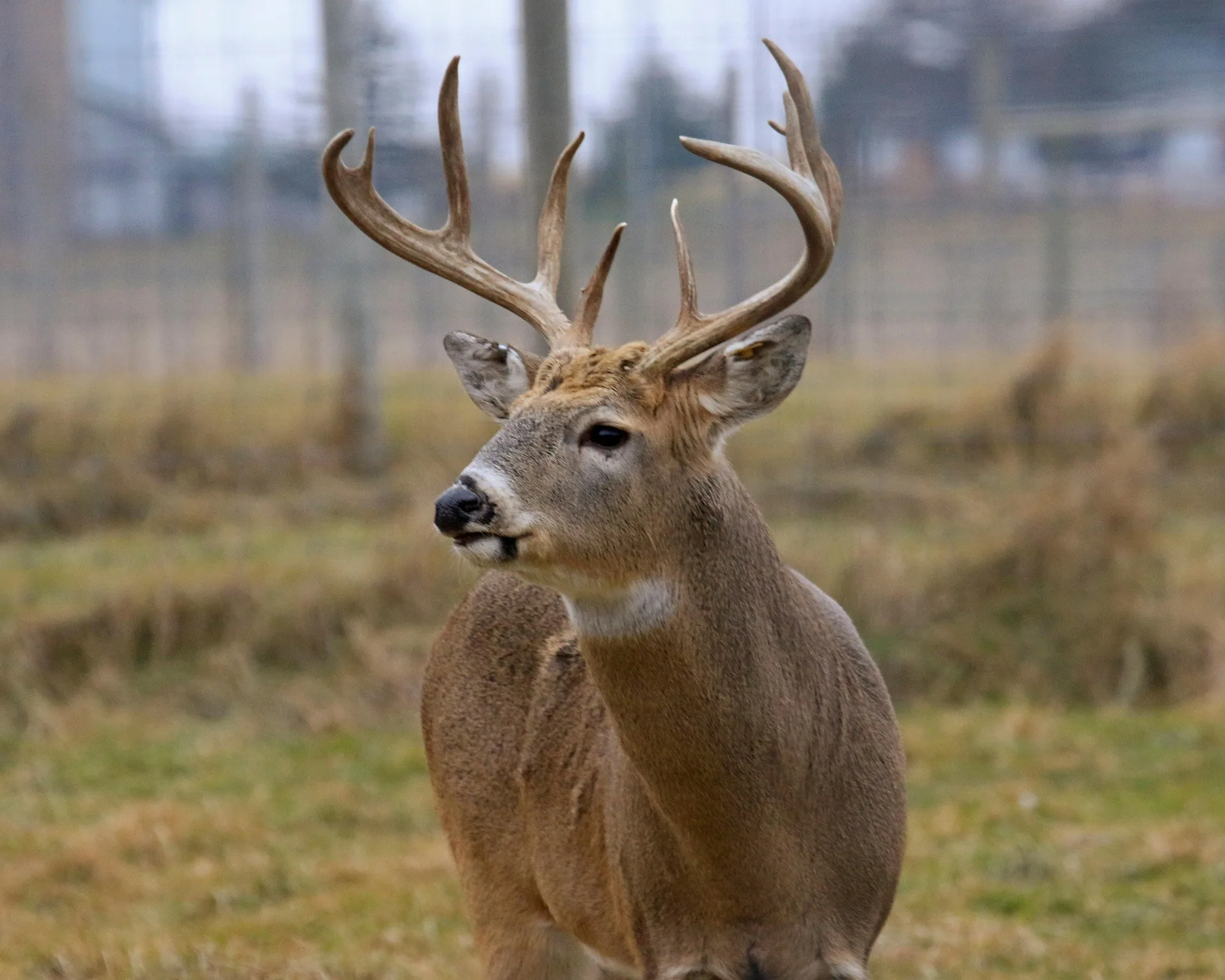 EHD suspected in Mission Valley deer deaths