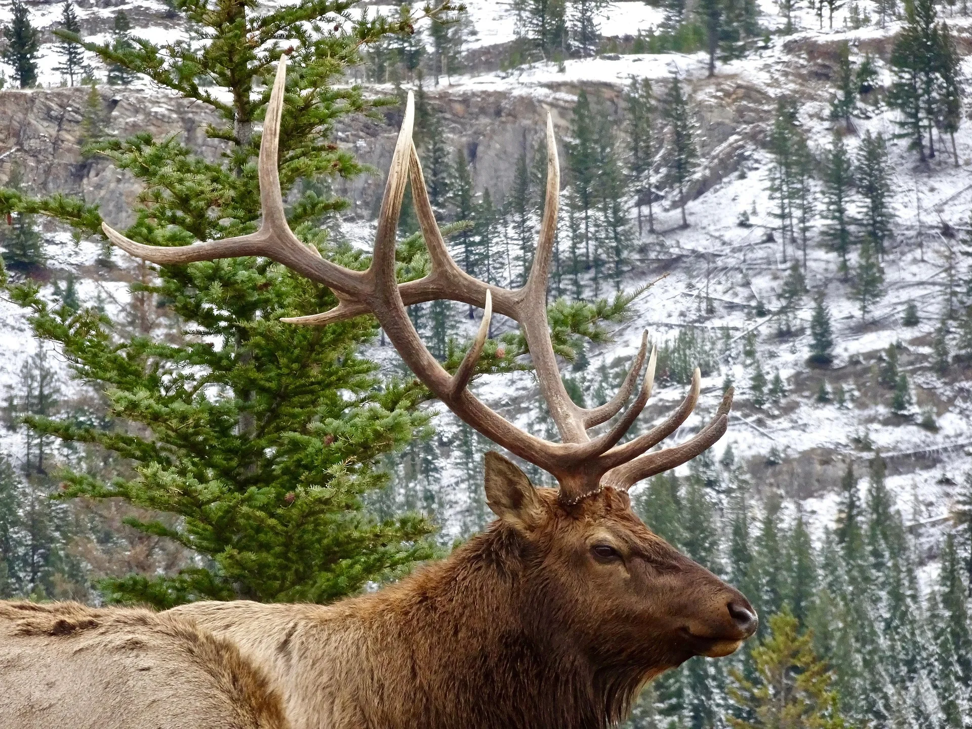 Rifle Season Hunting Camp Extension Applications Available for Little Belt Mountains