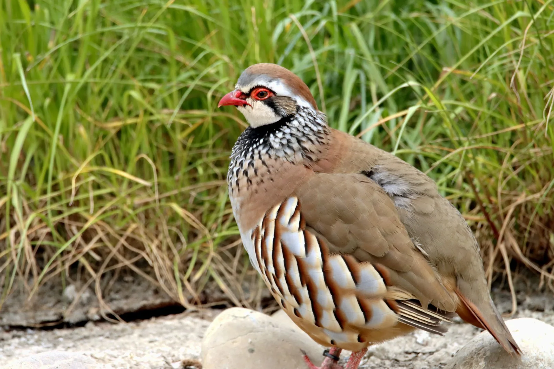 Montana Dove Opener September 1: Find Birds Before the Crowds Do