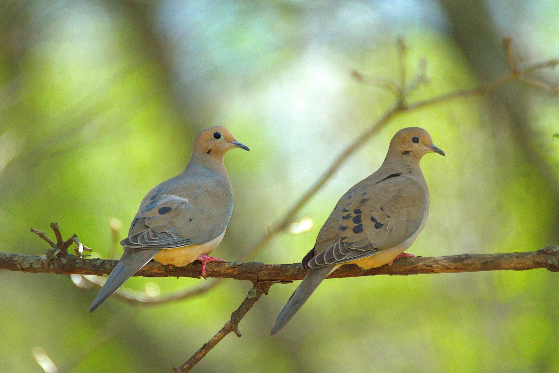Montana Dove Season Opens September 1: Drought Moved the Birds