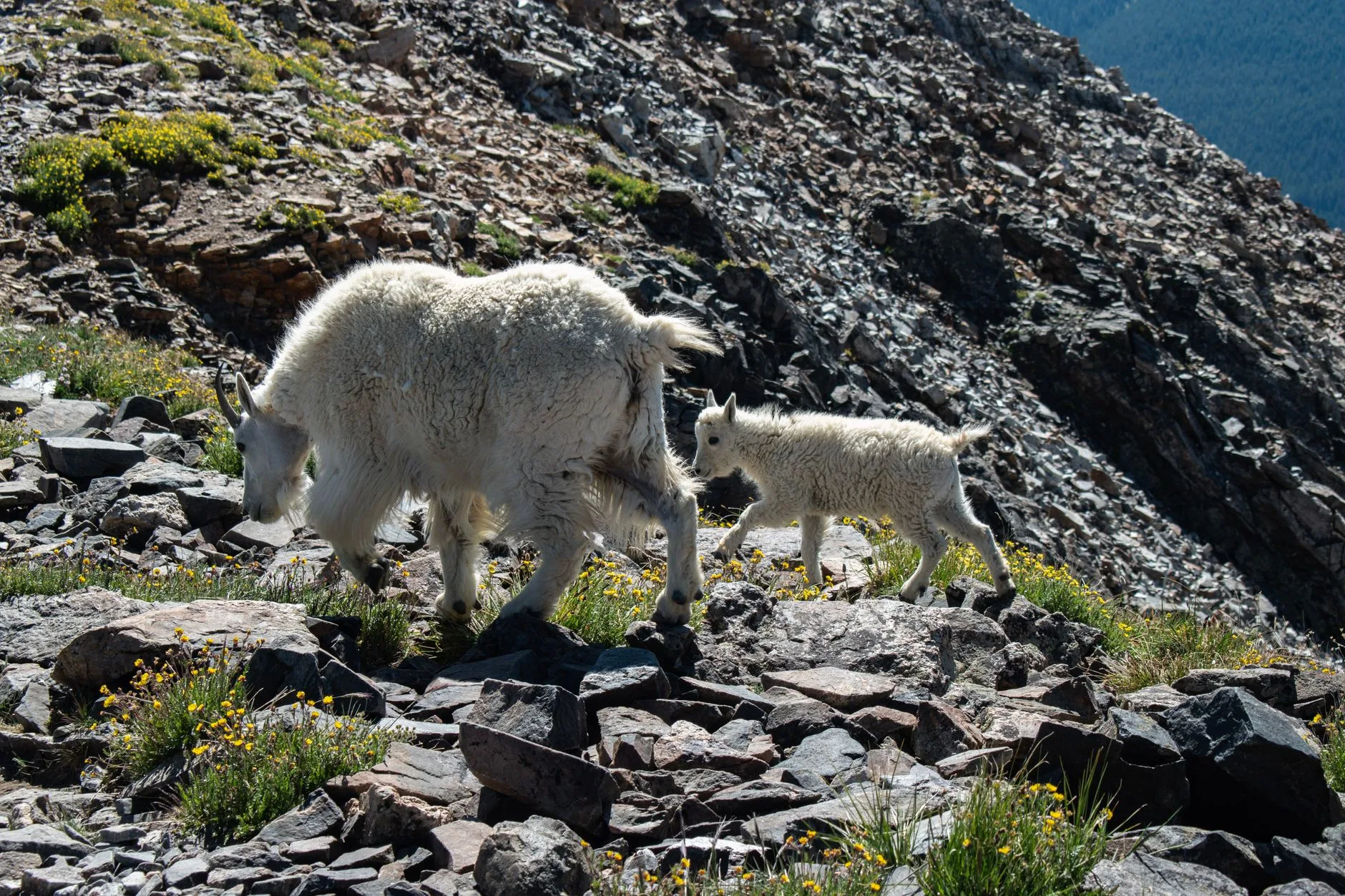 Mountain Goats Took Over a Beartooth Wilderness Camp — Here’s What Happened