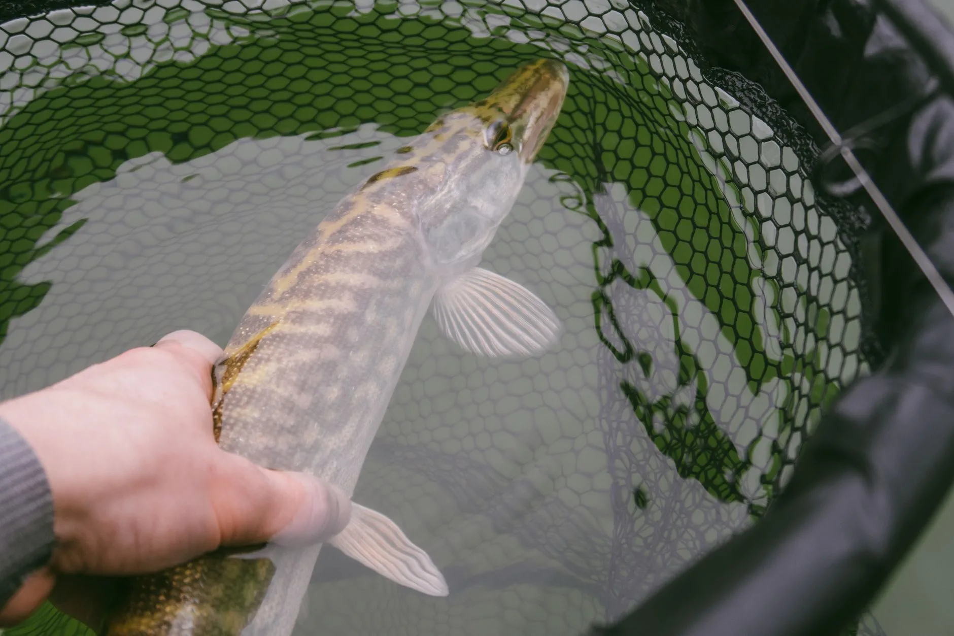 Pike on the Fly Before Breakfast: Montana’s Most Underrated Summer Target
