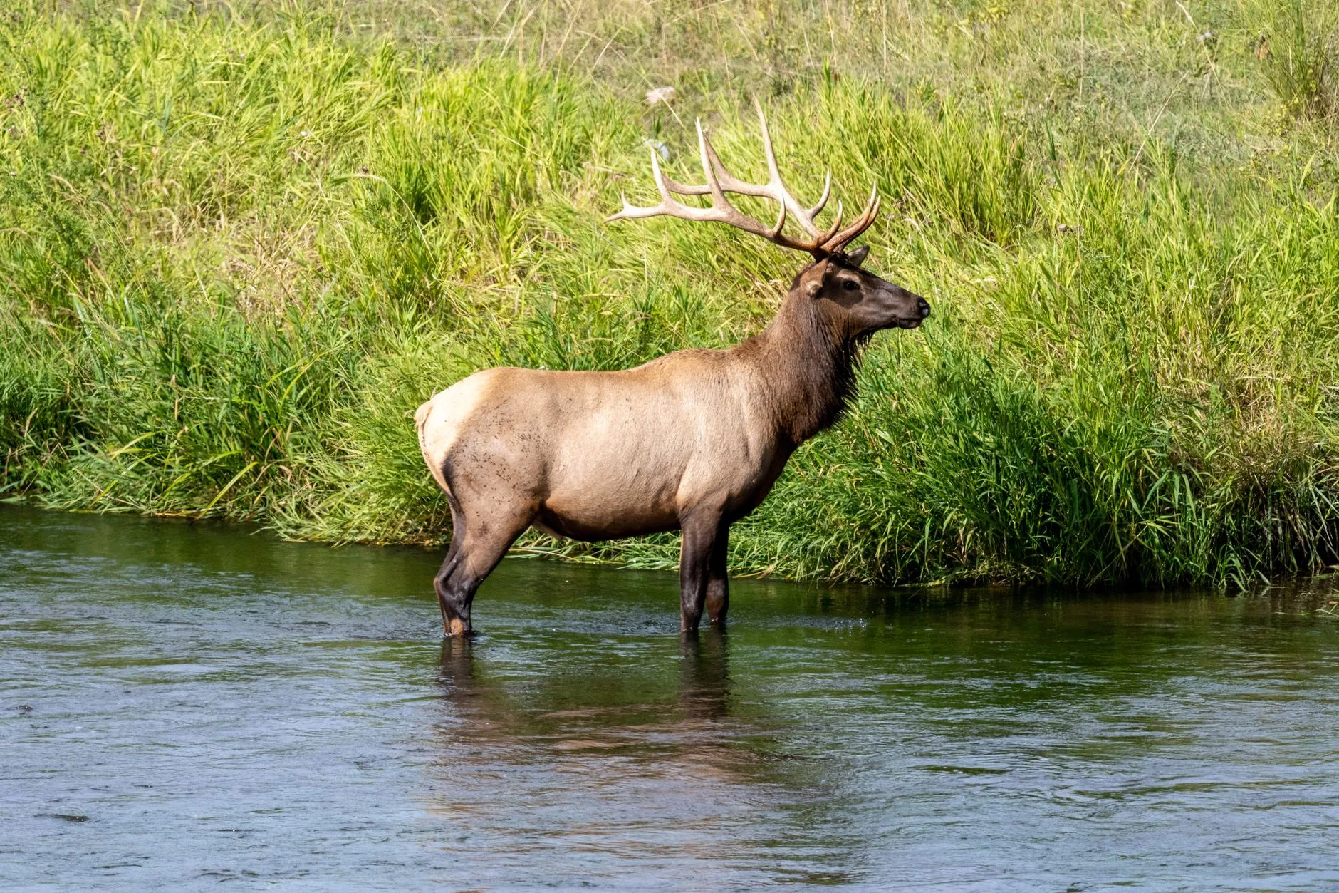 She Drew a Montana Bull Elk Tag — Then Discovered Most of the Unit Was Private Land